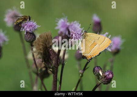Brown Hairstreak butterfly (Thecla betulae) femmina alimentazione pennacchio sul fiore di cardo, Finlandia meridionale, Agosto. Foto Stock