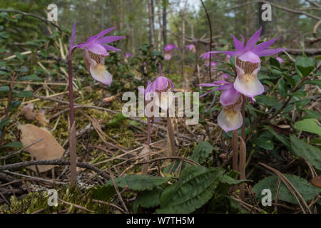 Calypso orchidea (Calypso bulbosa) in habitat boschivo, Lapponia, Finlandia, Giugno. Foto Stock