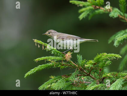 Chiffchaff (Phylloscopus collybita) maschio, Finlandia centrale, Giugno. Foto Stock