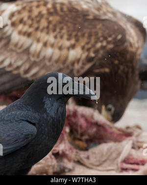 Comune di Corvo Imperiale (Corvus corax) lavaggio preda di eagle, Finlandia sudoccidentale, Marzo. Foto Stock