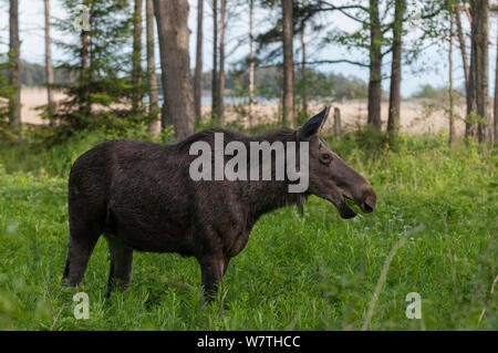 Eurasian alci (Alces alces) femmina adulta, Finlandia meridionale, Giugno. Foto Stock