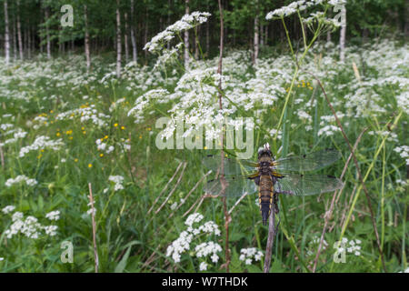 Quattro-spotted Chaser dragonfly (Libellula quadrimaculata) di appoggio in habitat prativi, Finlandia centrale, Giugno. Foto Stock