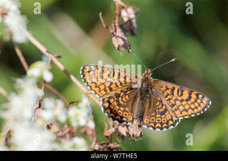 Glanville Fritillary butterfly (Melitaea cinxia) maschio, Isole Aland, Finlandia, maggio. Foto Stock