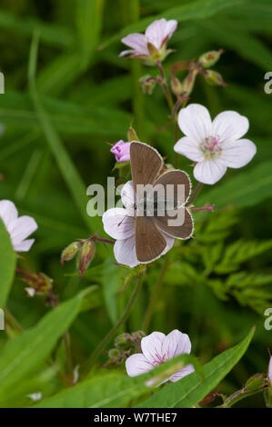 Geranio Argus butterfly (Plebejus eumedon) femmina, del sud della Karelia, Finlandia meridionale, Giugno. Foto Stock