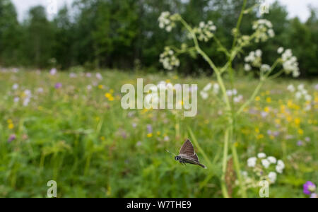 Geranio Argus butterfly (Plebejus eumedon) battenti in habitat, Finlandia settentrionale, Giugno. Foto Stock