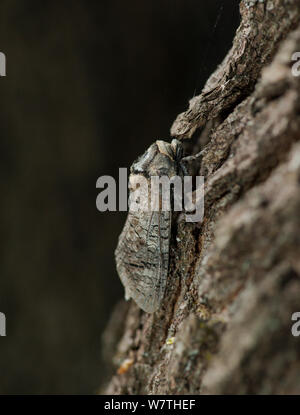 Falena di capra (Cossus cossus) Finlandia centrale, Giugno. Foto Stock