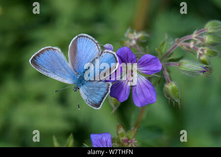 Green-Underside Blue Butterfly (Glaucopsyche alexis) femmina, del sud della Karelia, Finlandia meridionale, Giugno. Foto Stock