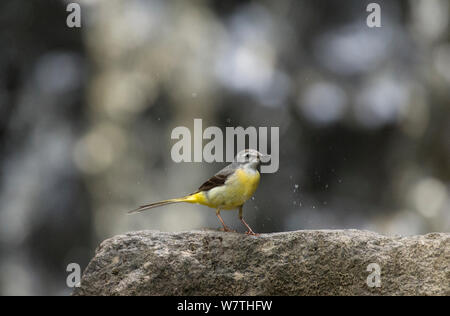 Wagtail grigio (Motacilla cinerea) femmina su roccia con spruzzi d'acqua. Finlandia centrale, Giugno. Foto Stock