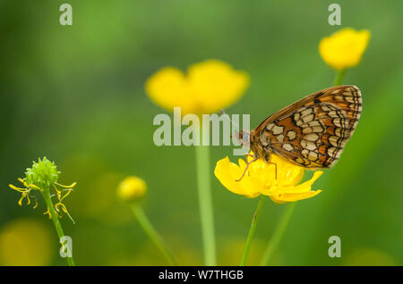 Heath Fritillary butterfly (Melitaea athalia) della Karelia del sud, sud della Finlandia, Giugno. Foto Stock