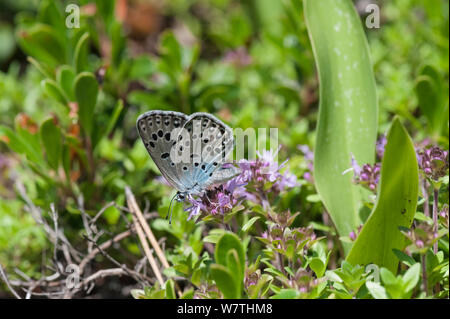 Grandi Blue Butterfly ( Phengaris arion) alimentazione, Finlandia orientale, Giugno. Foto Stock