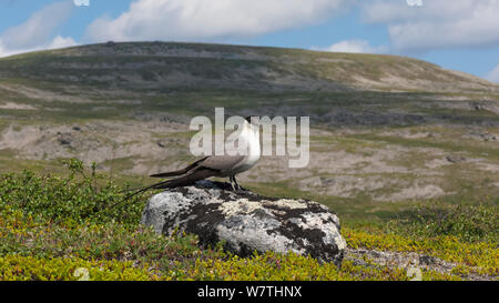 Long-tailed Jaeger (Stercorarius longicaudus) appoggiato sulla roccia in habitat, Karigasniemi, Finlandia, Luglio. Foto Stock