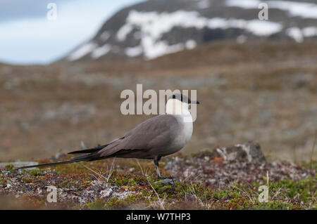 Long-tailed Jaeger (Stercorarius longicaudus) appoggiato sulla roccia in habitat, in Finlandia, in luglio. Foto Stock