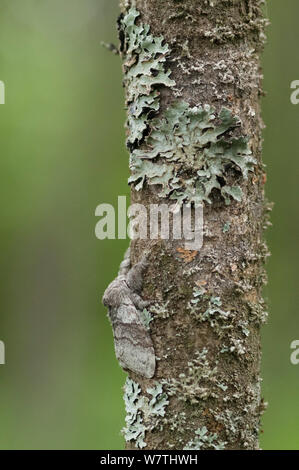 Pale Tussock (Calliteara pudibunda) maschio moth in appoggio sul tronco di albero ben mimetizzati fra lichen, del sud della Karelia, Finlandia meridionale, Agosto. Foto Stock