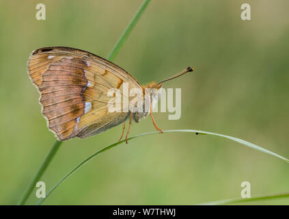 Pallas' Fritillary butterfly (Argynnis laodice) femmina su erba, Finlandia meridionale, Agosto. Foto Stock