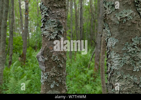 Pale Tussock (Calliteara pudibunda) maschio in appoggio sul tronco di albero ben mimetizzati fra lichen, del sud della Karelia, Finlandia meridionale, Agosto. Foto Stock