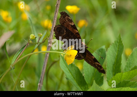 Farfalla pavone (Inachis io) su buttercup, vista ventrale, mostrando duller lato, Finlandia centrale, maggio. Foto Stock