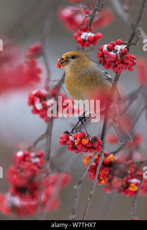 Pine Grosbeak (Pinicola enucleator) mangiare rowan bacche, Finlandia centrale, Ottobre. Foto Stock