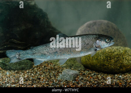 La trota arcobaleno (Oncorhynchus mykiss) specie invasive, nativo di acqua fredda-affluenti dell Oceano Pacifico in Asia e in America del Nord. Preso in acquario, Finlandia centrale, maggio. Foto Stock