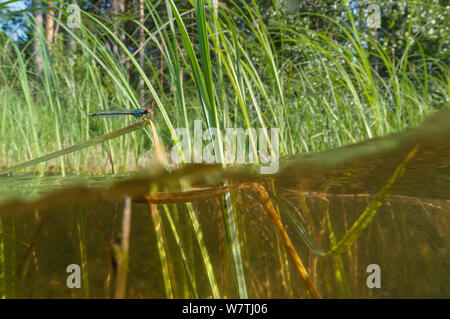 Red-eyed Damselfly (Erythromma najas) maschio in habitat, Finlandia orientale, Luglio. Foto Stock