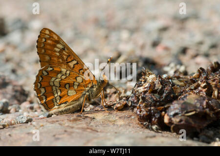 Scarsa Fritillary (Euphydryas maturna) nutrienti potabile dalla carcassa, Joutsa (ex Leivonmaki), in Finlandia, in giugno. Foto Stock