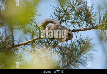 Siberian scoiattolo battenti (Pteromys volans) femmina adulta in un pino mangiare fiori, Finlandia centrale, maggio. Foto Stock