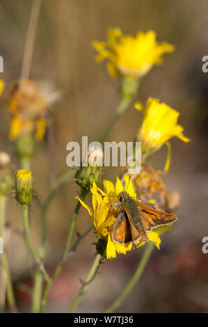 Argento-spotted Skipper butterfly (Hesperia virgola) maschio sul fiore hawkbit, Finlandia, Agosto. Foto Stock