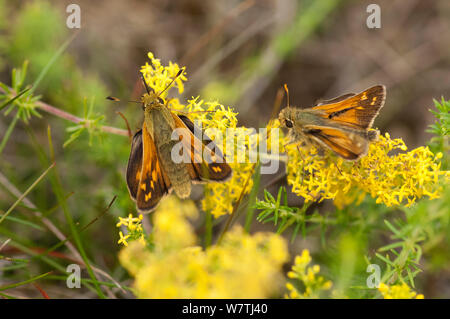 Argento-spotted Skipper (Hesperia virgola) di sesso maschile e femminile in fiore, Finlandia, Luglio. Foto Stock