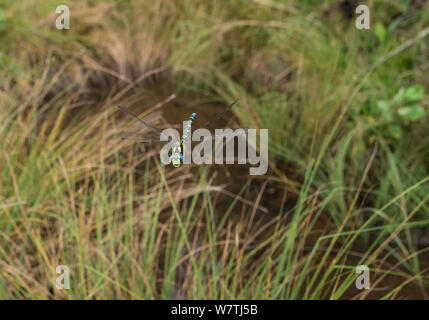 Southern Hawker (Aeshna cyanea) battenti in habitat, Joutsa (ex Leivonmaki), Finlandia, Agosto. Foto Stock