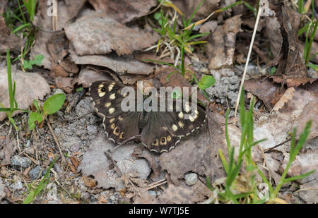 Chiazzato di legno (Pararge aegeria tircis) femmina, Finlandia, maggio. Foto Stock