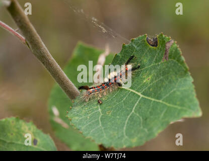 Rusty Tussock Moth (Orgyia antiqua) caterpillar, Finlandia sudoccidentale, Luglio. Foto Stock