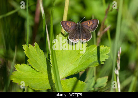 Violetta di rame (farfalla Lycaena helle) femmina, Finlandia settentrionale, Luglio. Foto Stock