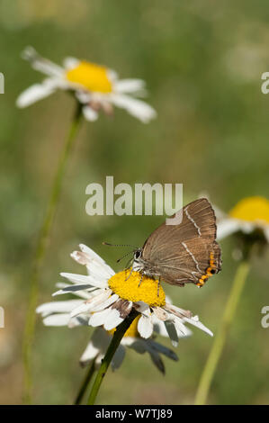 Bianco-lettera Hairstreak (farfalla Satyrium w-album) con ragged ali, alimentazione, Finlandia sudoccidentale, Luglio. Foto Stock