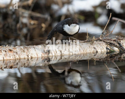 Bianco-throated bilanciere (Cinclus cinclus cinclus) stretching ali, Finlandia centrale, Marzo. Foto Stock