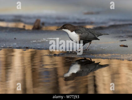 Bianco-throated bilanciere (Cinclus cinclus cinclus) riflesso in acqua, Finlandia centrale, Marzo. Foto Stock