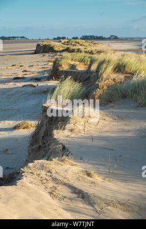 Dune di sabbia coperte di erba Marram (Ammophila arenaria) danneggiato dal 6 dicembre east coast picchi di marea, Holkham Beach, Norfolk, Inghilterra, Regno Unito, dicembre 2013. Foto Stock
