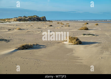 Resti di Marram grass (Ammophila arenaria) da dune di sabbia distrutto dal 6 dicembre east coast picchi di marea, Holkham Beach, Norfolk, Inghilterra, Regno Unito, dicembre 2013. Foto Stock