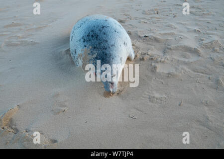 Morto guarnizione comune (Phoca vitulina) lavato fino dopo il 6° dicembre east coast picchi di marea, Holkham Beach, Norfolk, Inghilterra, Regno Unito, dicembre 2013. Foto Stock