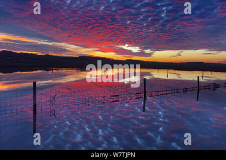 Tramonto riflesso in un pool di marea, Salthouse, Norfolk, Inghilterra, Regno Unito, novembre. Foto Stock