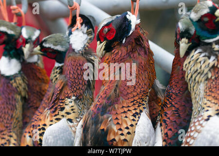 Morto fagiani comuni (Phasianus colchicus) infilate fino dopo una ripresa, Norfolk, Inghilterra, Regno Unito, dicembre. Foto Stock