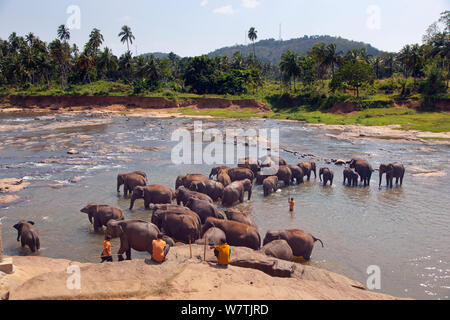 Sri Lanka (elefanti Elephas maximus maximus) da Pinnawala l'Orfanotrofio degli Elefanti di balneazione in Maha Oya fiume con i loro accompagnatori nelle vicinanze, parte di un sistema gestito dal governo dello Sri Lanka Dipartimento di fauna selvatica, Sri Lanka. Foto Stock