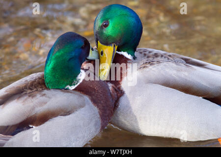 Due maschio germani reali (Ano platyrhyncha) combattimenti, Norfolk, Inghilterra, Regno Unito, novembre. Foto Stock