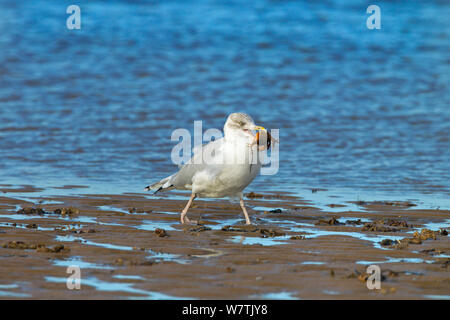Aringa gabbiano (Larus argentatus) mangiando un granchio shore, Norfolk, Inghilterra, Regno Unito, novembre. Foto Stock