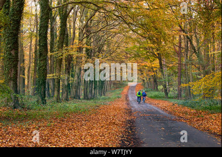 Due persone in bicicletta lungo una corsia di marcia attraverso il bosco autunnale, Holkham, Norfolk, Inghilterra, Regno Unito, novembre. Foto Stock