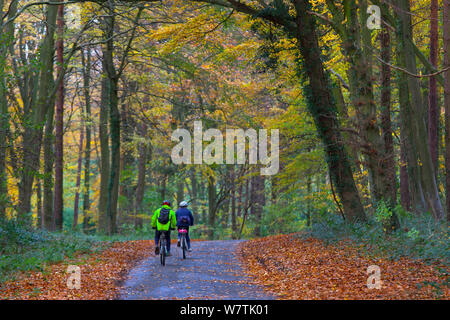 Due persone in bicicletta lungo una corsia di marcia attraverso il bosco autunnale, Holkham, Norfolk, Inghilterra, Regno Unito, novembre. Foto Stock