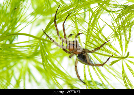 Aria-bell spider (Argyroneta aquatica) maschio adulto subacquea, Vercelli, Italia, Febbraio. Progetto Meetyourneighbors.net Foto Stock