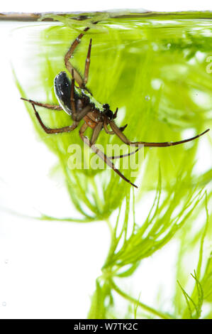 Aria-bell spider (Argyroneta aquatica) maschio adulto subacquea, Vercelli, Italia, Febbraio. Progetto Meetyourneighbors.net Foto Stock