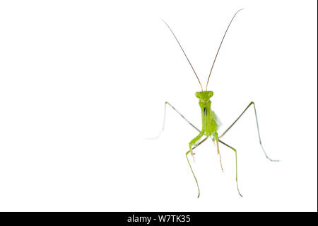 Unione mantide religiosa (mantide religiosa) maschio, Italia, Agosto. Progetto Meetyourneighbors.net Foto Stock