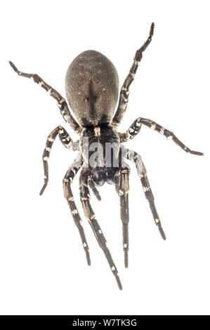 Deserta Grande wolf spider (Hogna ingens) Madeira, Portogallo, maggio. Progetto Meetyourneighbors.net Foto Stock