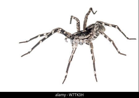 Deserta Grande wolf spider (Hogna ingens) Madeira, Portogallo, maggio. Progetto Meetyourneighbors.net Foto Stock