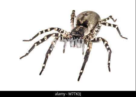 Deserta Grande wolf spider (Hogna ingens) Madeira, Portogallo, maggio. Progetto Meetyourneighbors.net Foto Stock